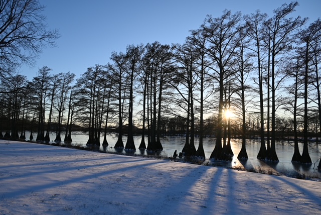 a row of trees in a snowy area
