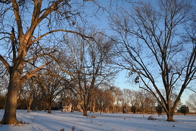 a snowy field with trees
